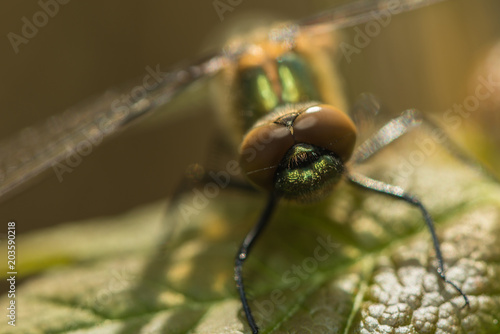 Frisch geschlüpfte Falkenlibelle photo