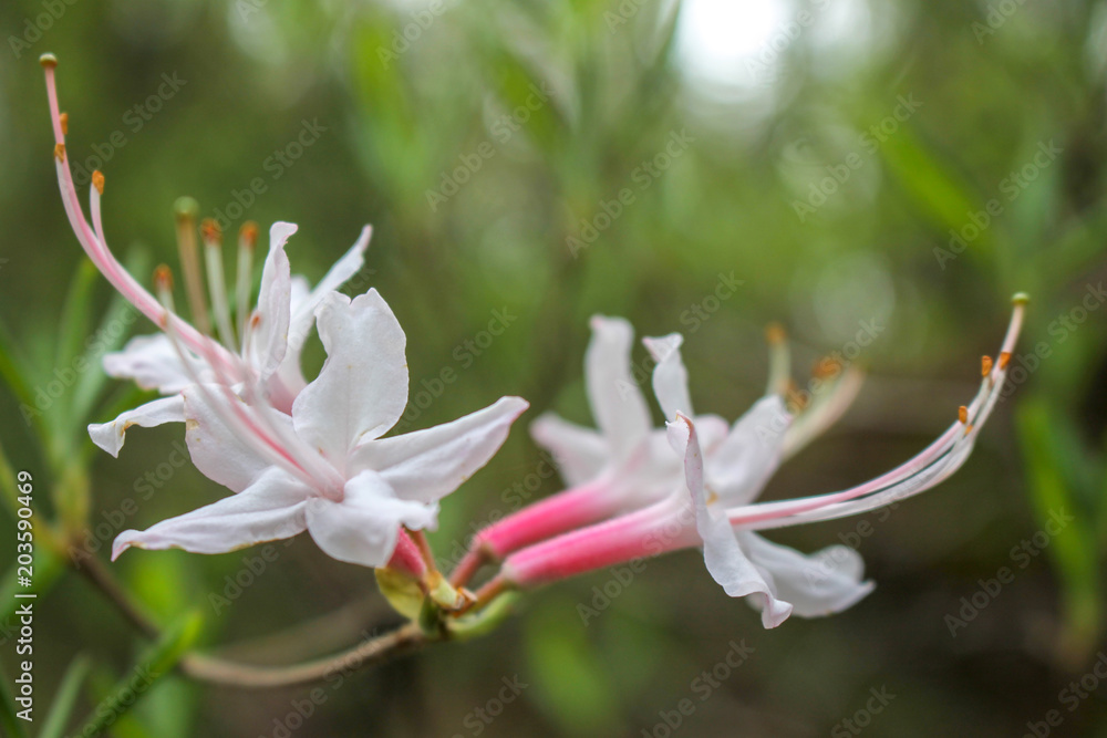 Fototapeta premium Rhododendron 6