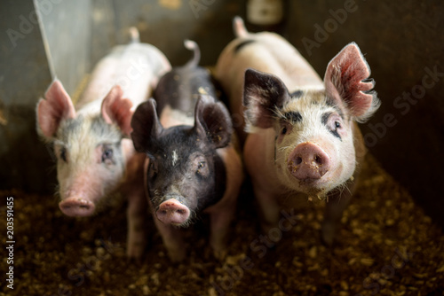Three pigs looking at the camera