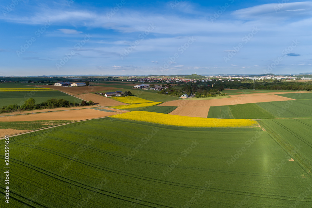 Fototapeta premium Blühende Rapsfelder im Frühling