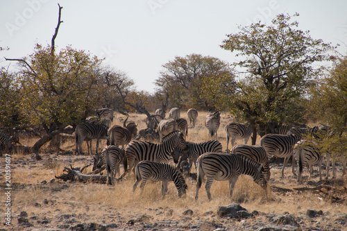  Zebra herd in Etosha National Park  Namibia