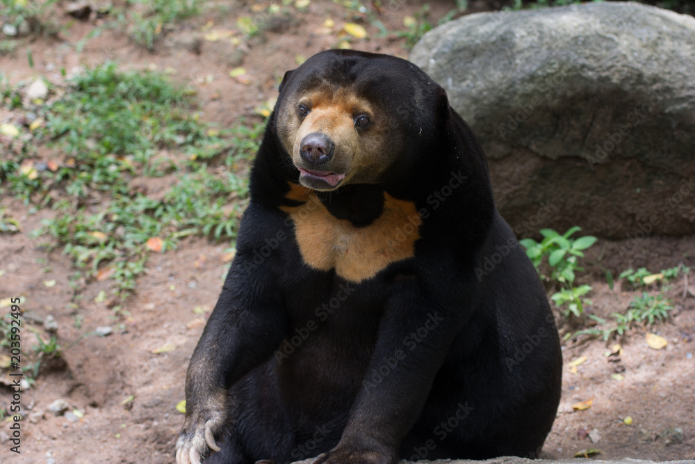 An asia black bear