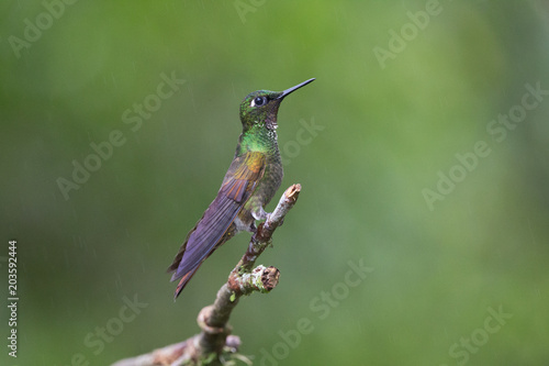 Fotografie beija-flor-rubi ( Heliodoxa rubricauda )