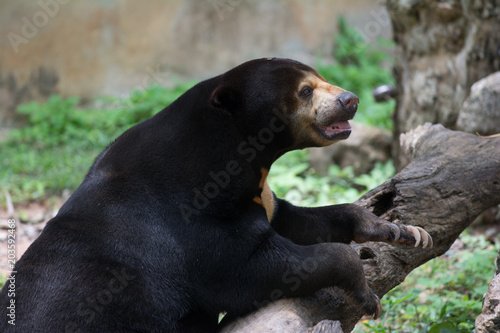 An asia black bear
