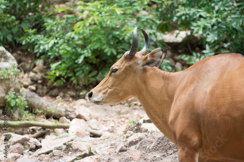 a brown buffaro in the forest © Jetanat