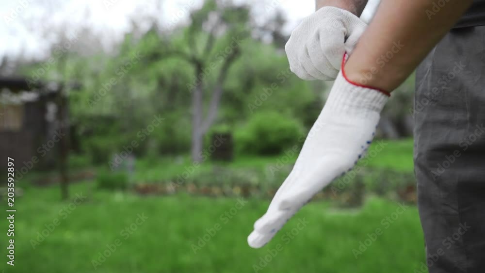 Man dresses working gloves on his hands at the garden, preparings for work, worker's uniform, working clothes and accessories, hands protection, dirty work Man dresses working gloves on his hands at the garden, preparings for work, worker's uniform, working clothes and accessories, hands protection, dirty work