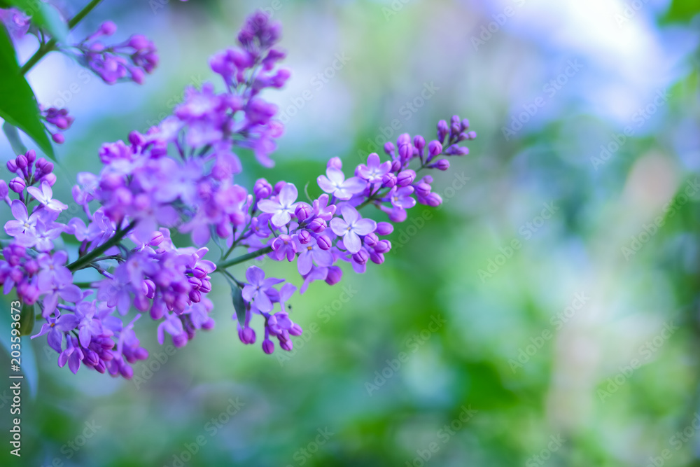 Lilac in violet toning, blossoming lilac in sunlight, purple flowers with copy space, blank for postcard, blurred background, festive bouquet