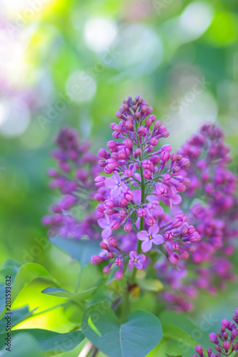 Lilac in violet toning  blossoming lilac in sunlight  purple flowers with copy space  blank for postcard  blurred background  festive bouquet