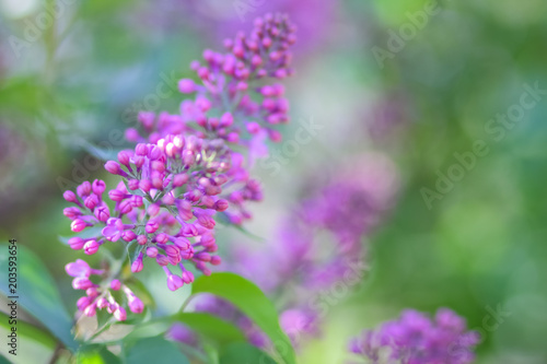 Lilac in violet toning  blossoming lilac in sunlight  purple flowers with copy space  blank for postcard  blurred background  festive bouquet