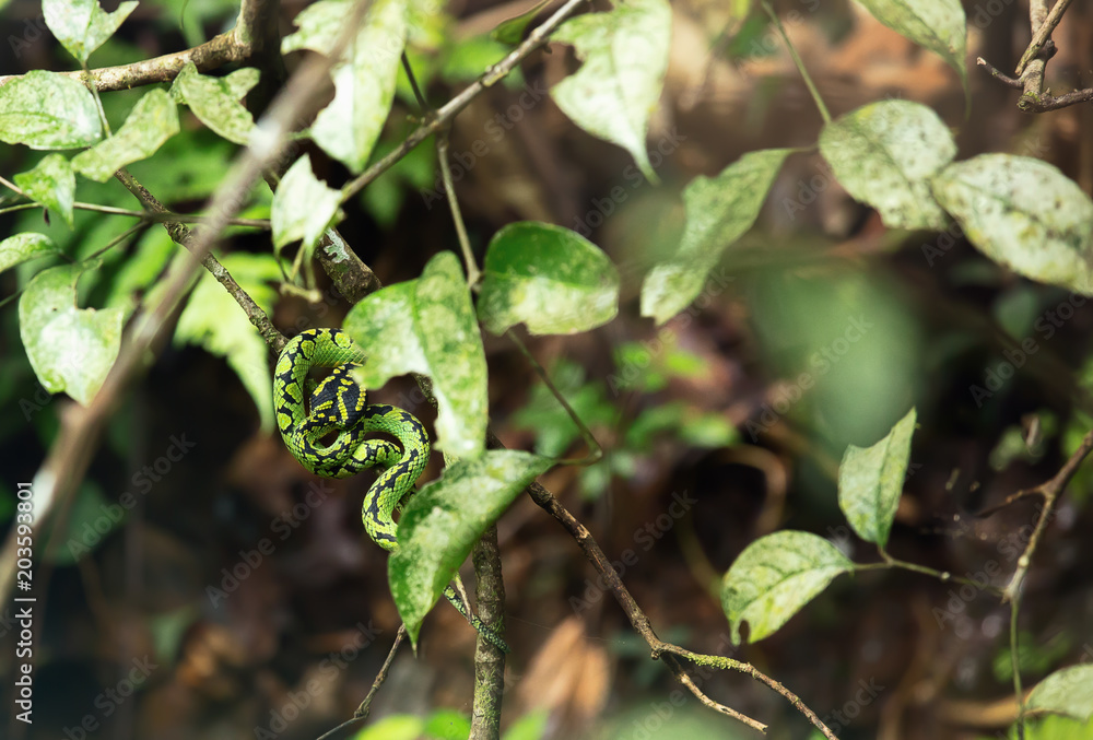 Green snake in rainforest Sinharaja, Sri Lanka
