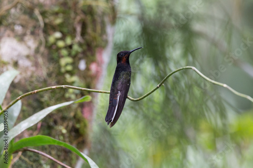 beija-flor-preto ( Florisuga fusca )