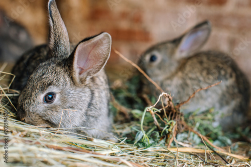 A small pretty rabbit is sitting in a cage and sniffing hay.