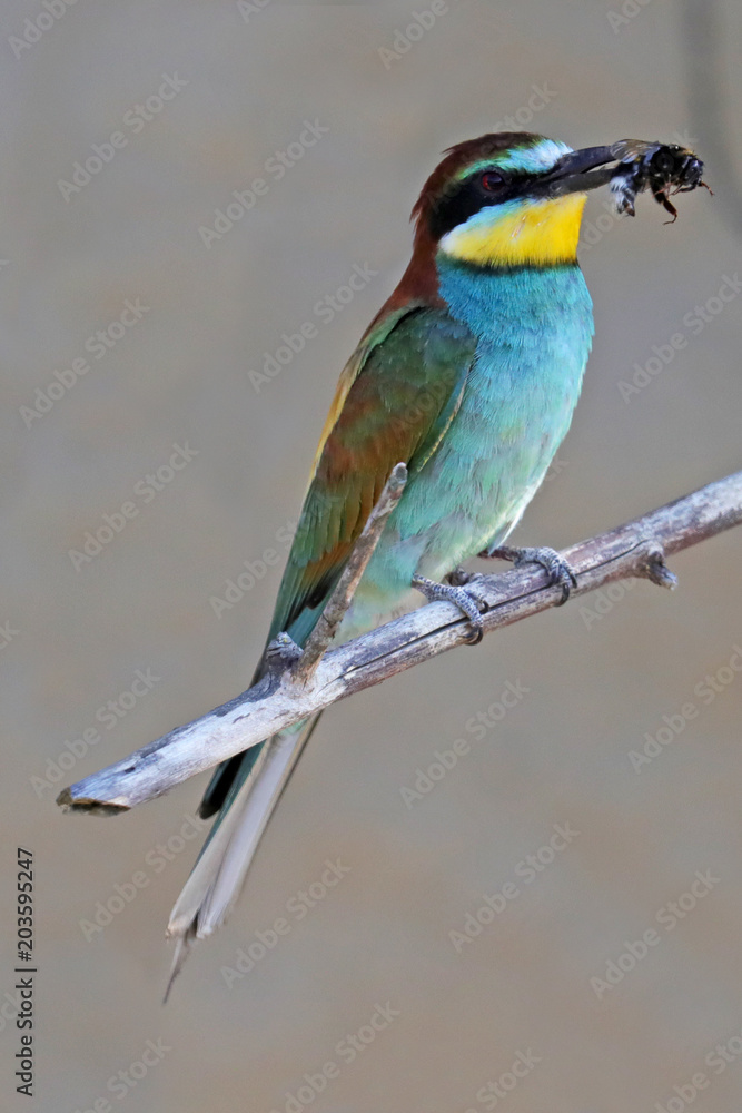 Fototapeta premium Bienenfresser