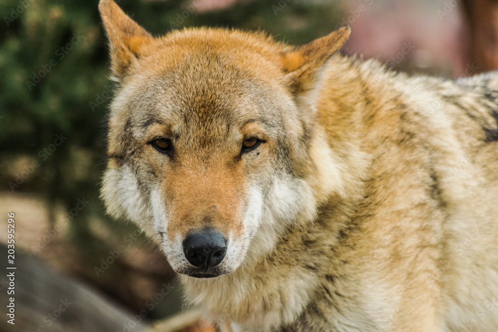 Grey wolf (Canis lupus) face looking at you