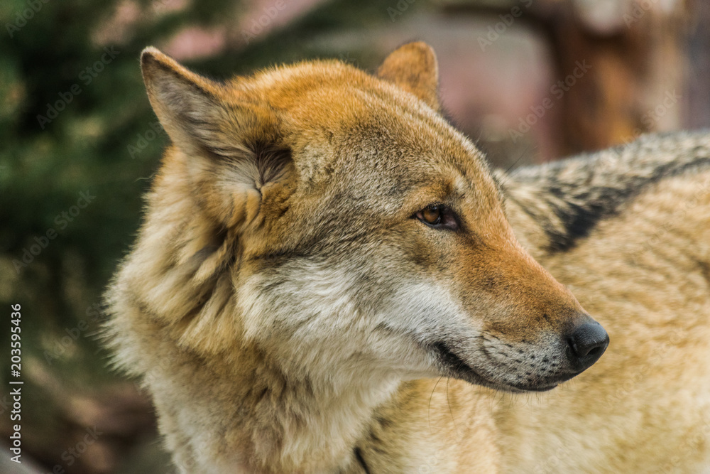 Grey wolf face  (Canis lupus) looking to the right
