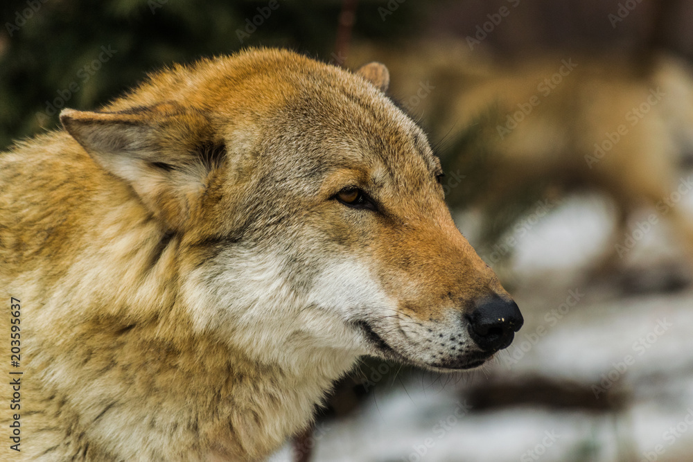 Grey wolf face (canis lupus) looking to the right