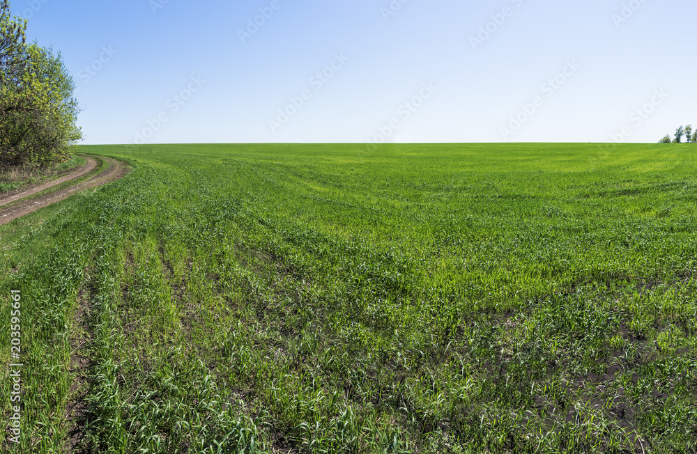 Panoramic view of the field of young winter wheat on blue sky background. New shoots of a winter wheat