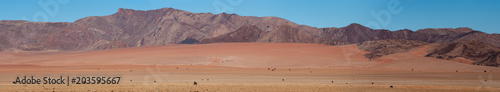 Desert horses in their environment