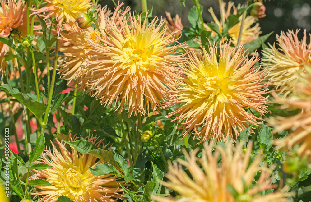 Dahlien, Dahlias Dahlien, Dahlias
