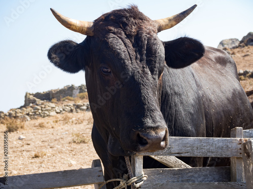 A portrait of a black bull at the island of Amorgos