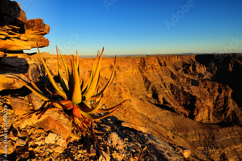 Aloe in the cliffs on the Fish River Canyon