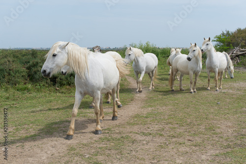 Un troupeau de cinq chevaux blancs de Camargue 