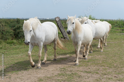 Un troupeau de chevaux blancs de Camargue 