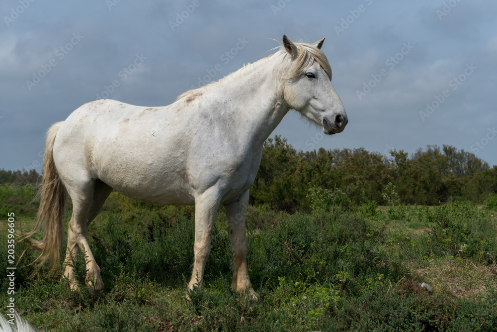 cheval blanc de Camargue de profil avec la végétation des marais cheval blanc de Camargue de profil avec la végétation des marais