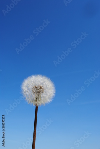 Pusteblume vor Himmel