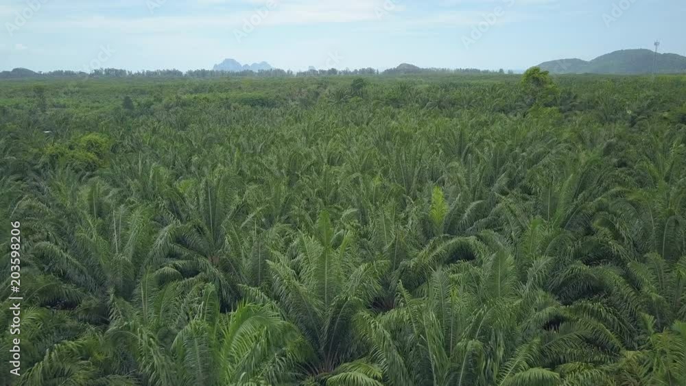 AERIAL: Flying over an enormous palm oil plantation stretching far across the vast landscape. Breathtaking shot of stunning lush palm trees and vivid tropical rainforest spreading over sunny Krabi. AERIAL: Flying over an enormous palm oil plantation stretching far across the vast landscape. Breathtaking shot of stunning lush palm trees and vivid tropical rainforest spreading over sunny Krabi.