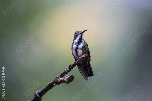 beija-flor-de-veste-preta ( Anthracothorax nigricollis ) photo