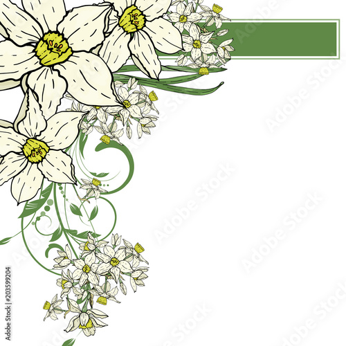  hand drawing  Narcissus flowers background.