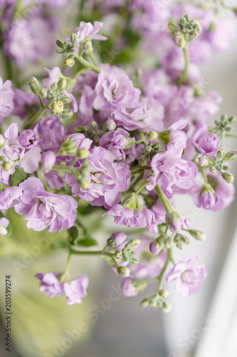 Bouquet of Beautiful lilac color gillyflower, levkoy or mattiola. Spring flowers in vase on wooden table. Vertical photo © malkovkosta