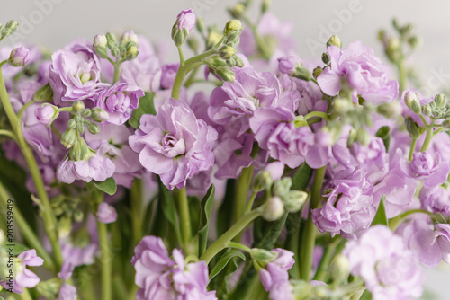 Bouquet of Beautiful lilac color gillyflower  levkoy or mattiola. Spring flowers in vase on wooden table. wallpaper