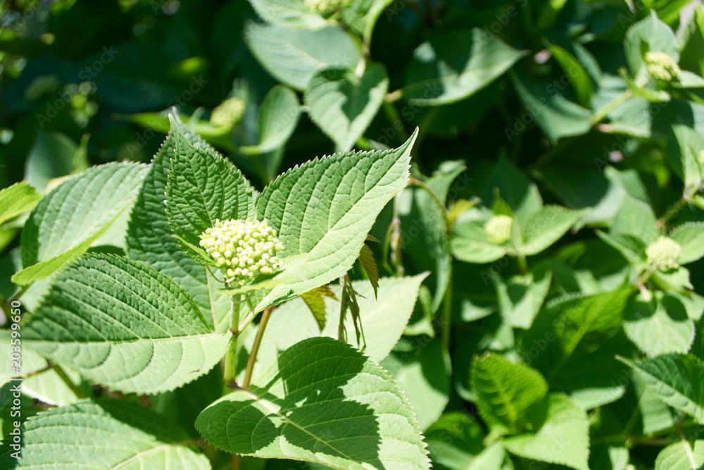 紫陽花の蕾・葉 紫陽花の蕾・葉