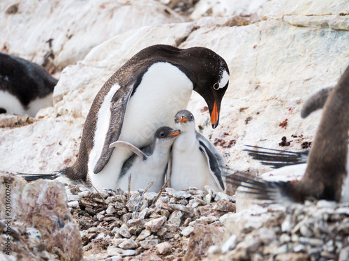Gentoo penguin, Pygoscelis papua, mother with two chicks on Cuverville Island, Antarctic Peninsula, Antarctica photo