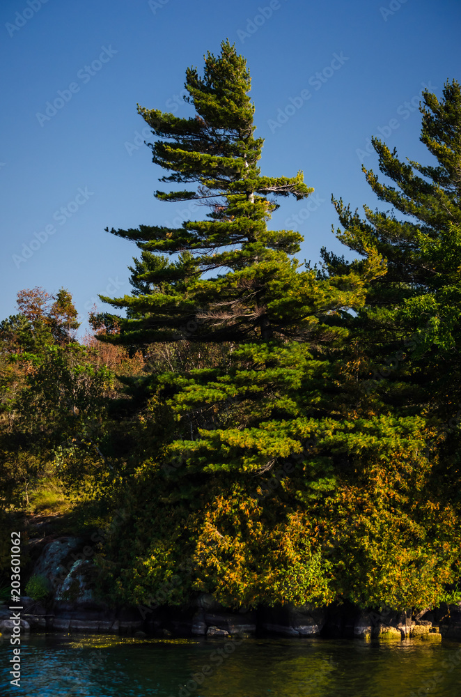 Fototapeta premium a windswept, rocky island edge among the Thousand Islands, St. Lawrence River