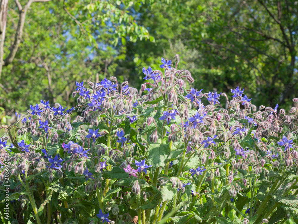 Borage plant  full of blue star flowers  during the spring