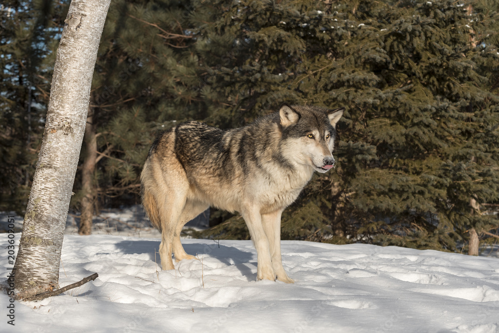 Obraz premium Grey Wolf (Canis lupus) Stands Near Tree Tongue Out