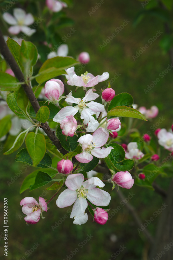 fleurs de pommier au printemps, Auvergne, Puy-de-Dôme fleurs de pommier au printemps, Auvergne, Puy-de-Dôme