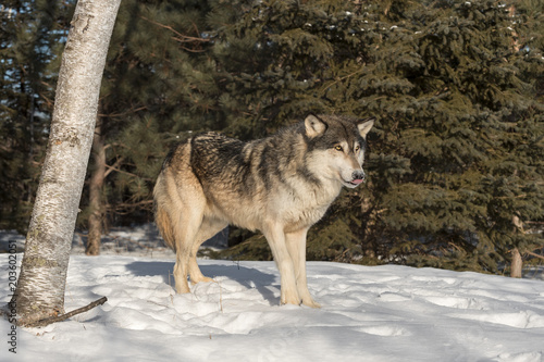 Grey Wolf (Canis lupus) Stands Near Tree Tongue Out © geoffkuchera