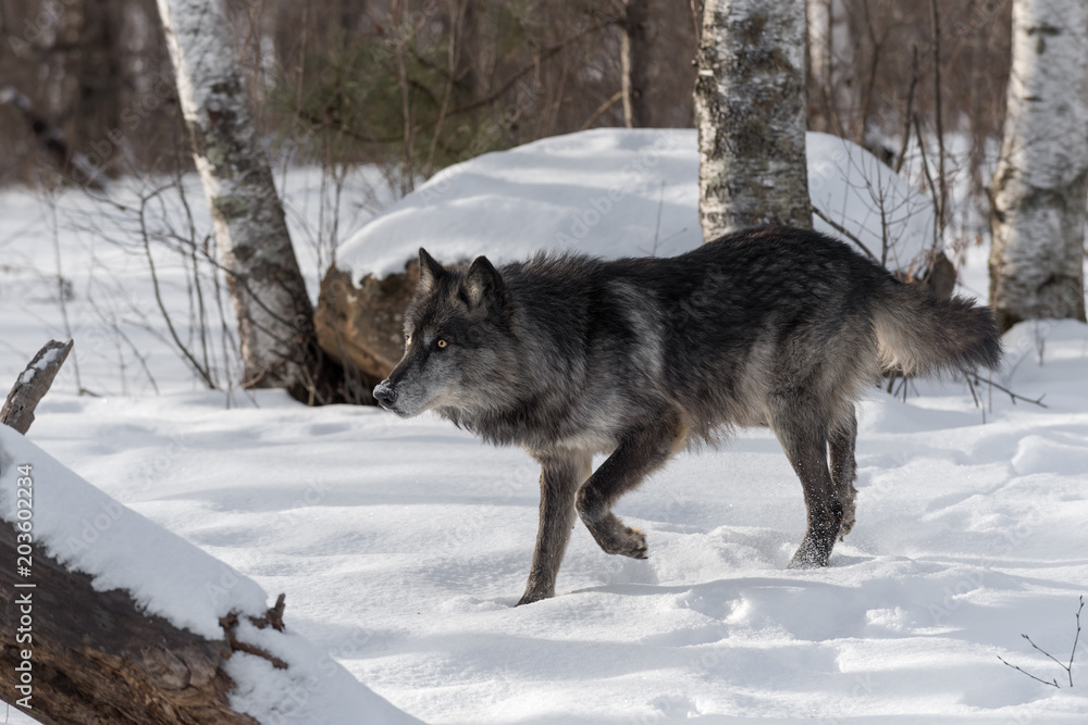 Fototapeta premium Black Phase Grey Wolf (Canis lupus) Moves Towards Log
