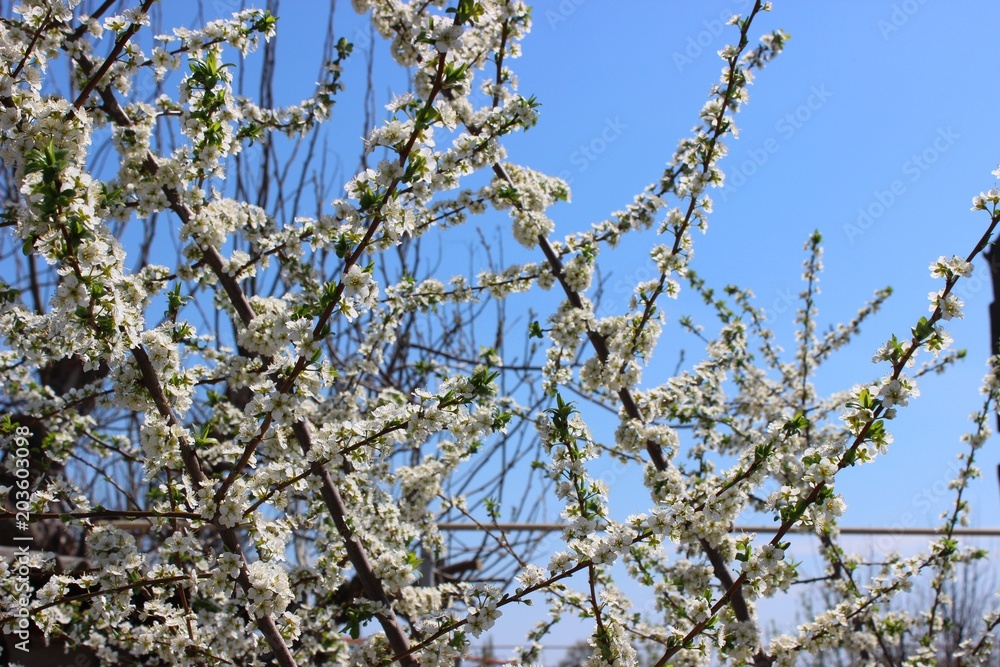Flowering plum tree in April 2018. The Volgograd Region, Russia. Flowering plum tree in April 2018. The Volgograd Region, Russia.