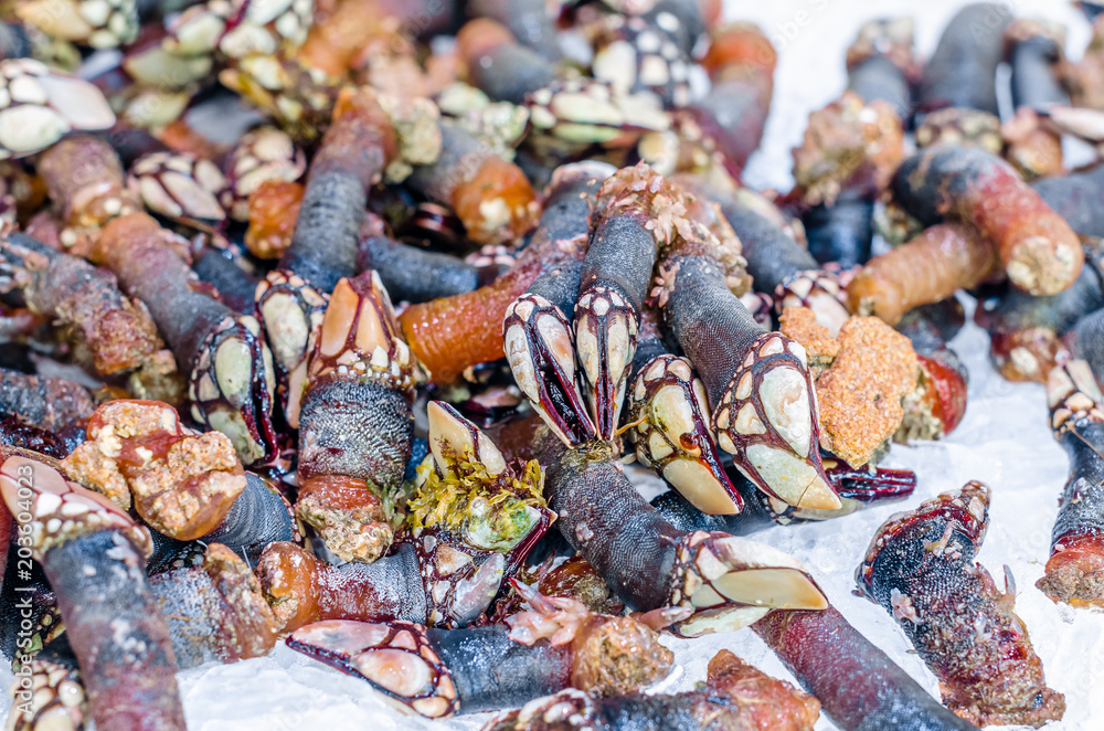 Goose barnacles in a fish market