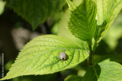 Castor bean tick (Ixodes ricinus) photo