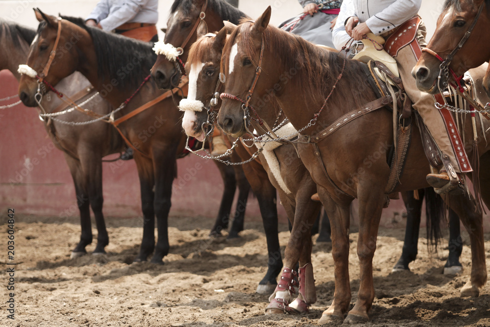 Mexican charros mounted on their horses during a tournament Mexican charros mounted on their horses during a tournament