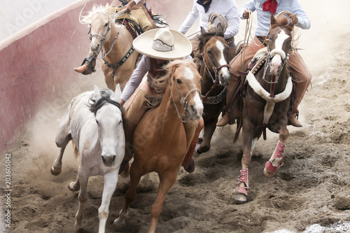 Mexican charros performing a dangerous horse stun photo