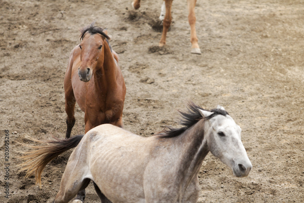 two wild horses running in a stable two wild horses running in a stable
