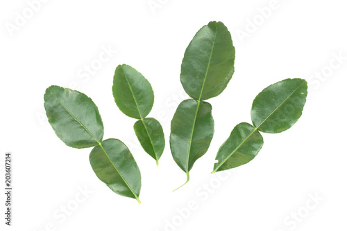 Kaffir lime , kaffir leaf isolated on white background.