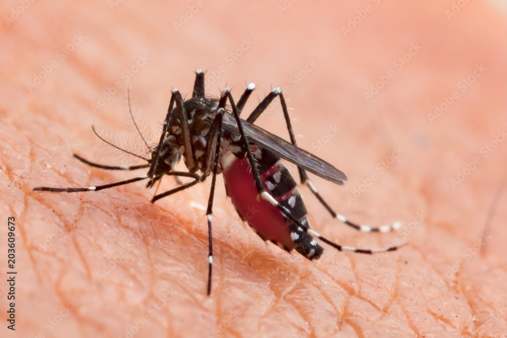 Aedes aegypti Mosquito. Close up a Mosquito sucking human blood,Mosquito Vector-borne diseases,Chikungunya.Dengue fever.Rift Valley fever.Yellow fever.Zika.Mosquito on skin Aedes aegypti Mosquito. Close up a Mosquito sucking human blood,Mosquito Vector-borne diseases,Chikungunya.Dengue fever.Rift Valley fever.Yellow fever.Zika.Mosquito on skin